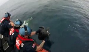 Sauvetage de tortues piégées en mer