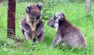 Deux koalas courtisant la même femelle en viennent aux mains pour régler leur différend