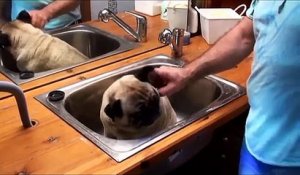 Un chien pas comme les autres, il a hâte de prendre son bain
