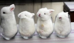 Des bébés lapins dans des verres