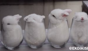Des bébés lapins dans des verres