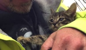 un chaton sauvé d'une évacuation d'eau