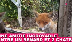 Une amitié incroyable entre un renard et 2 chats ! À découvrir tout de suite dans la minute chat #84