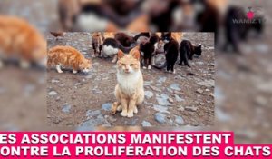 Les associations de protection animale manifestent contre la prolifération des chats. À suivre dans la minute chat #88