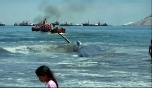 Une baleine échouée est secourue sur une plage du Chili