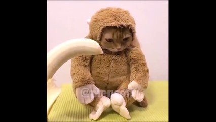 Chat Singe Qui Aime Les Bananes Sur Orange Videos