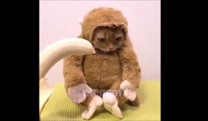 Chat singe qui aime les bananes