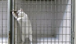 Un chat plein de ressources s'évade de sa cage