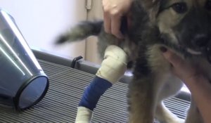 Un chiot avec sa patte cassée se fait soigner et repart comme neuf