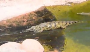 Un crocodile fait du toboggan aquatique