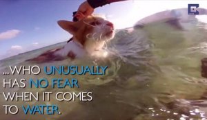 Un chat borgne passionné par les baignades et le surf