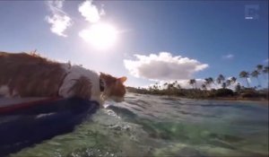 Ce chat borgne adore surfer et nager