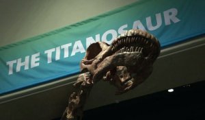 Un titanosaure géant s'expose à New York