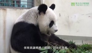 Une maman panda s'occupe de son petit... Aller! Au lit....