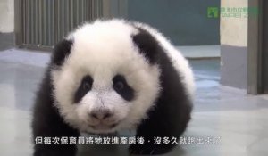 Giant Panda puts Baby Panda Cub back to sleep.. So Cute!