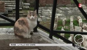 Sans frontières - Rome : La ville des chats - 2016/01/20