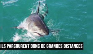 Les requins blancs en captivité meurent en quelques semaines dans le seul but de satisfaire certains curieux