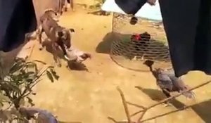 Un chien essaie de stopper une querelle entre poules
