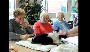 Quatre chiens invités dans une maison de retraite à Barlin