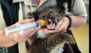 Ceva Santé Animale sauve les koalas d'Australie