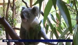 Un laboratoire français au secours des koalas australiens