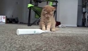 Chaton VS brosse à dent électrique