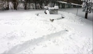 Il fait un labyrinthe dans la neige pour son petit chien!
