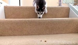Des chiens en galère pour descendre les escaliers - Compilation hilarante