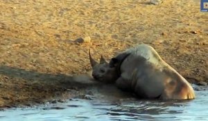 Ce rhinocéros femelle s'échappe courageusement de 3 lions