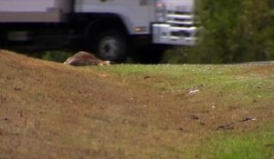 Un tueur en série de kangourous fait 17 victimes