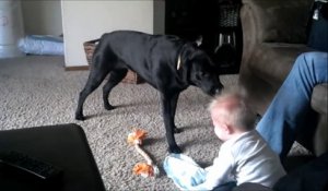 Un bébé plié de rire face à un chien très joueur.