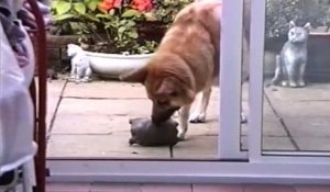 Des animaux serviables et très utiles - Compilation de chiens et chats