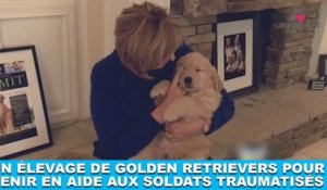 Un élevage de Golden Retrievers pour venir en aide aux soldats traumatisés ! À découvrir dans la minute chien #118