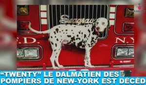 “Twenty”, le dalmatien des pompiers de New-York est décédé… Plus d’infos dans la minute chien #119