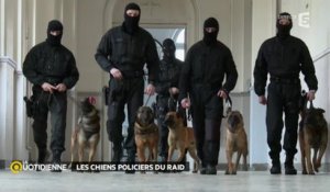 Les chiens policiers du RAID