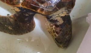 La tortue échouée recueillie par l'aquarium