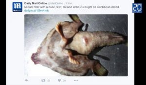 Insolite : un poisson mutant découvert dans les Caraïbes