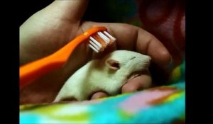 Un bébé rat se fait brosser