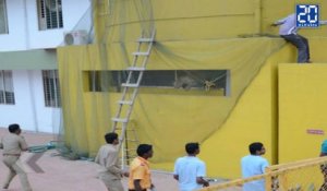 Un léopard sème le chaos dans une école indienne ! - Le Rewind du mardi 9 férvier 2016