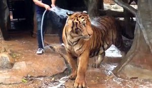 Insolite : Un homme douche son tigre !