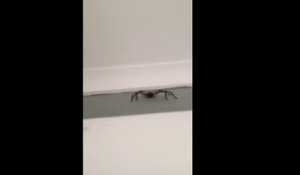 Un Australien filme une grosse araignée de trop près