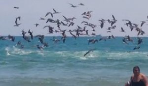 Des milliers d'oiseaux plongent dans la mer