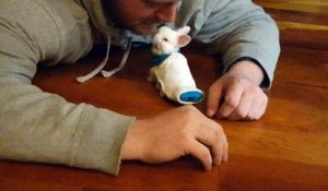 Un bébé lapin paralysé utilise un mini skateboard pour bouger