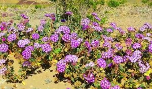 Des fleurs dans la Vallée de la Mort