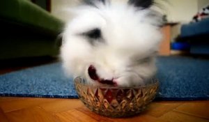 Un lapin mange des fraises et des cerises