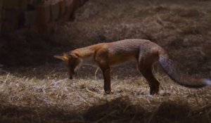 Une ferme sauvage sur France 3 - le renard