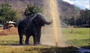 Un éléphant retombe en enfance en jouant avec un jet d'eau