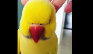 Cet oiseau adore les calins - Perruche trop mignonne