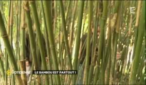 Le bambou est partout !