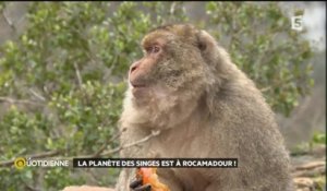 La planète des singes est à Rocamadour !